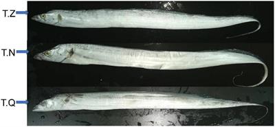 Study on the physicochemical indexes, nutritional quality, and flavor compounds of Trichiurus lepturus from three representative origins for geographical traceability